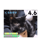 2023年第1弾ねこーずお名前スタンプ（個別スタンプ：30）