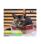 2023年第1弾ねこーずお名前スタンプ（個別スタンプ：31）