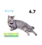2023年第1弾ねこーずお名前スタンプ（個別スタンプ：32）