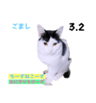 2023年第1弾ねこーずお名前スタンプ（個別スタンプ：34）