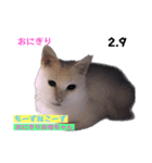 2023年第1弾ねこーずお名前スタンプ（個別スタンプ：35）