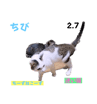 2023年第1弾ねこーずお名前スタンプ（個別スタンプ：36）