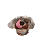 かとーさんちのジジとめい（個別スタンプ：1）