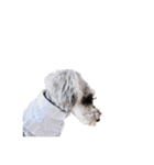 かとーさんちのジジとめい（個別スタンプ：2）