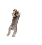 かとーさんちのジジとめい（個別スタンプ：10）