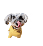 かとーさんちのジジとめい（個別スタンプ：11）