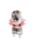 かとーさんちのジジとめい（個別スタンプ：15）