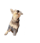 かとーさんちのジジとめい（個別スタンプ：21）