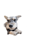 かとーさんちのジジとめい（個別スタンプ：23）