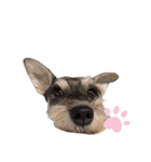かとーさんちのジジとめい（個別スタンプ：28）