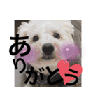 まろこてまめ（個別スタンプ：1）