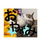 まろこてまめ（個別スタンプ：2）
