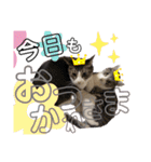 まろこてまめ（個別スタンプ：5）