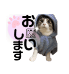 まろこてまめ（個別スタンプ：7）