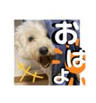 まろこてまめ（個別スタンプ：8）