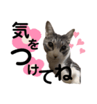 まろこてまめ（個別スタンプ：9）