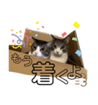 まろこてまめ（個別スタンプ：10）