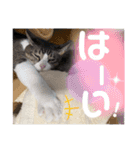 まろこてまめ（個別スタンプ：11）