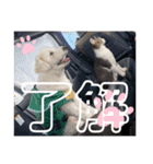 まろこてまめ（個別スタンプ：14）