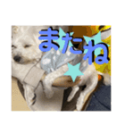 まろこてまめ（個別スタンプ：15）