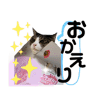 まろこてまめ（個別スタンプ：17）
