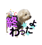 まろこてまめ（個別スタンプ：19）