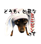名犬サクちゃん11（個別スタンプ：2）