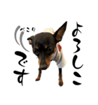 名犬サクちゃん11（個別スタンプ：4）