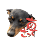 名犬サクちゃん11（個別スタンプ：5）