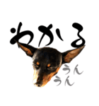 名犬サクちゃん11（個別スタンプ：10）