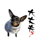 名犬サクちゃん11（個別スタンプ：11）