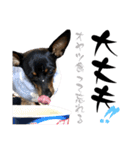 名犬サクちゃん11（個別スタンプ：12）