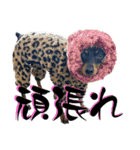 名犬サクちゃん11（個別スタンプ：14）