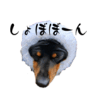 名犬サクちゃん11（個別スタンプ：25）