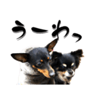 名犬サクちゃん11（個別スタンプ：27）