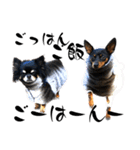 名犬サクちゃん11（個別スタンプ：31）