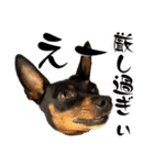 名犬サクちゃん11（個別スタンプ：34）