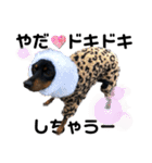 名犬サクちゃん11（個別スタンプ：36）