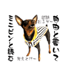 名犬サクちゃん11（個別スタンプ：40）