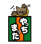 キジトラ猫BIG9(デカ文字)（個別スタンプ：12）