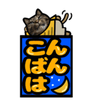 キジトラ猫BIG9(デカ文字)（個別スタンプ：16）