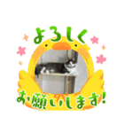 動物仲間1（個別スタンプ：3）