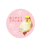 オカメの丸いステッカー（個別スタンプ：3）