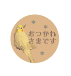 オカメの丸いステッカー（個別スタンプ：5）