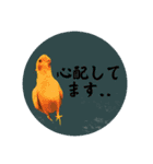 オカメの丸いステッカー（個別スタンプ：8）