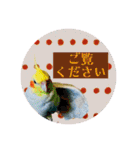 オカメの丸いステッカー（個別スタンプ：10）