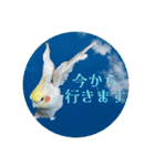 オカメの丸いステッカー（個別スタンプ：12）