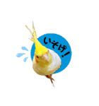 オカメの丸いステッカー（個別スタンプ：15）