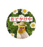オカメの丸いステッカー（個別スタンプ：16）