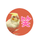 オカメの丸いステッカー（個別スタンプ：18）